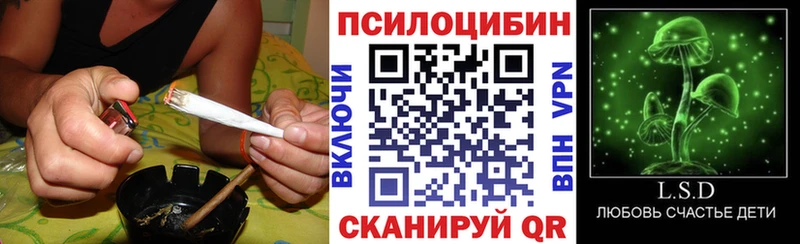 Купить  Нерехта  Галлюциногенные грибы Cubensis 